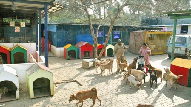 Charlie’s Animal Rescue Centre-CARE1