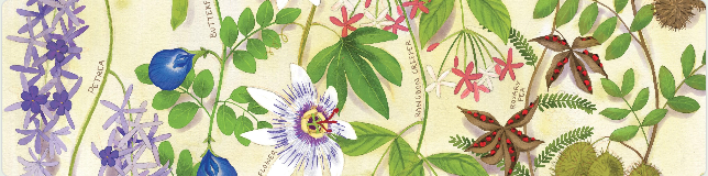 When Botany Meets Art